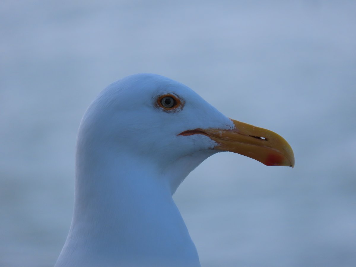 Hors-Série: La faune locale