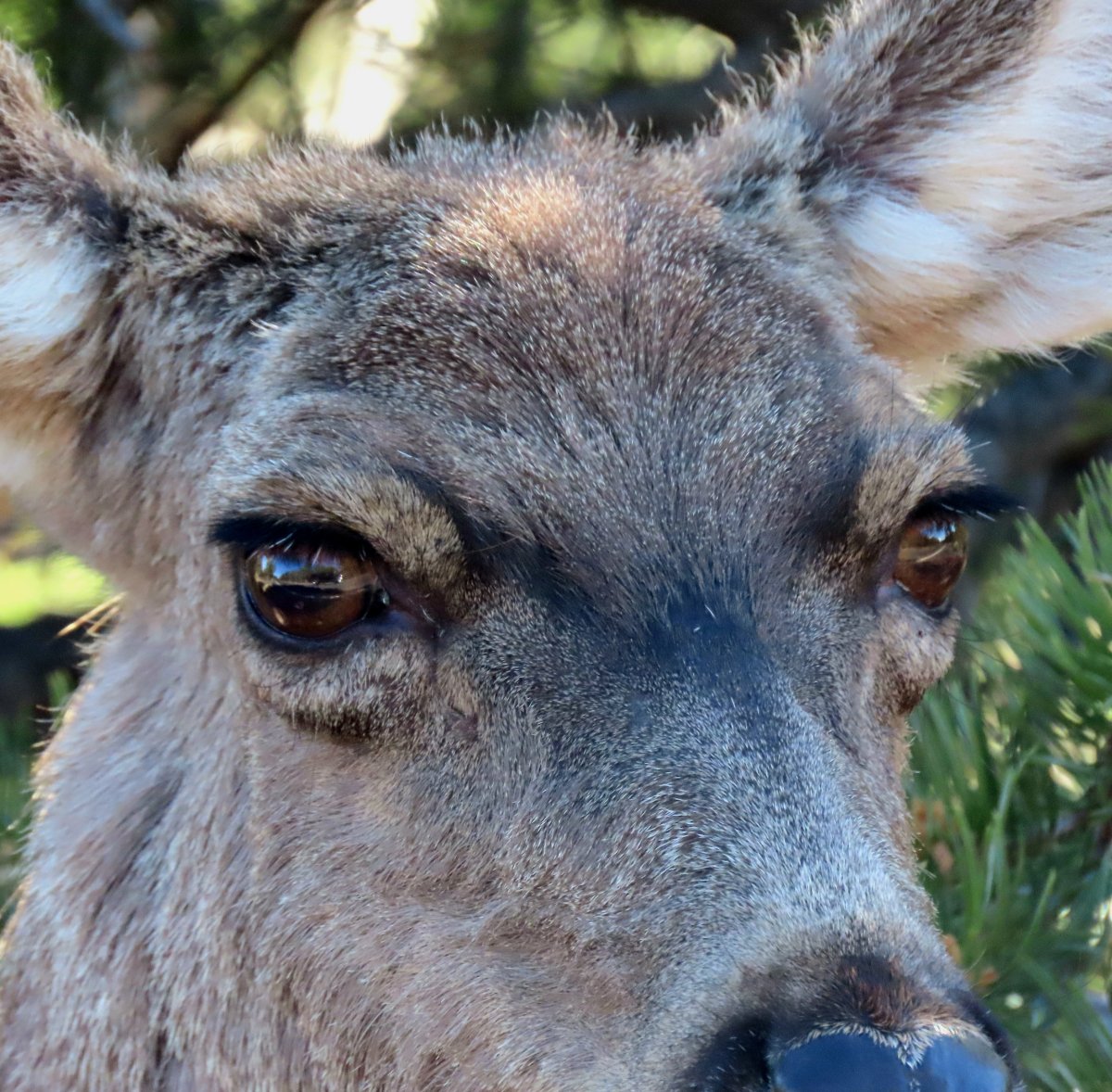 Hors-Série: La faune 2